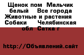 Щенок пом. Мальчик белый  - Все города Животные и растения » Собаки   . Челябинская обл.,Сатка г.